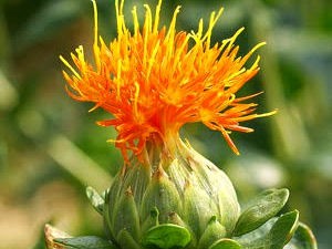 Porque a preocupação em inibir a absorção de gordura?